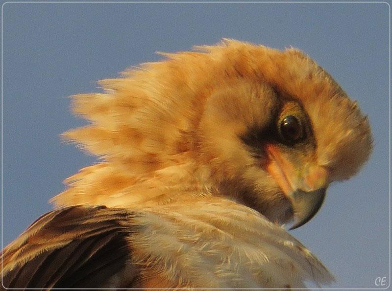 African Harrier Hawk 800 carolyn etsebeth