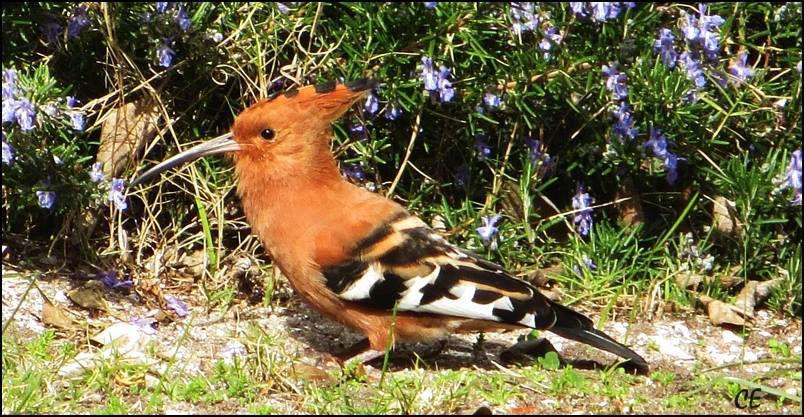 African Hoopoe 800 caroline