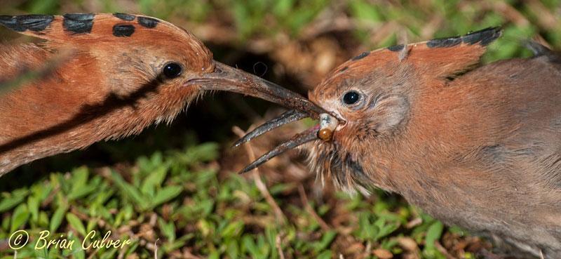 African Hoopoe 800 food Brian