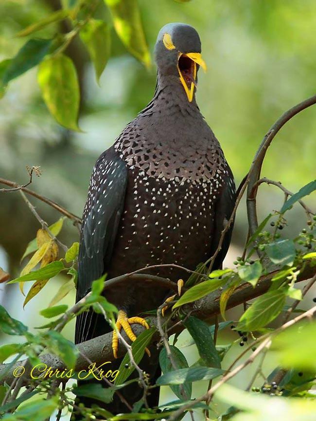 African Olive pigeon Chris Krog pinterest