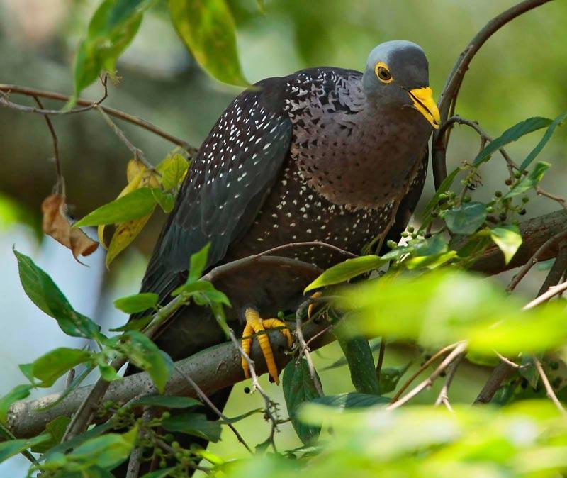 African Olive pigeon Chris Krog