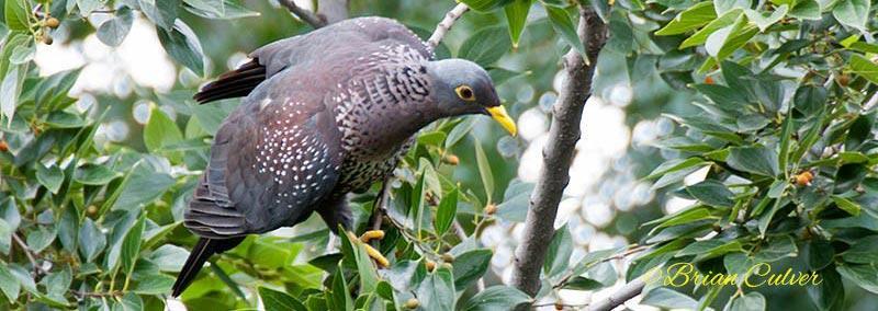 African Olive pigeon1