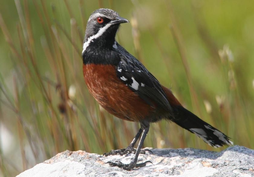 Cape Rock jumper at the Rooiels site