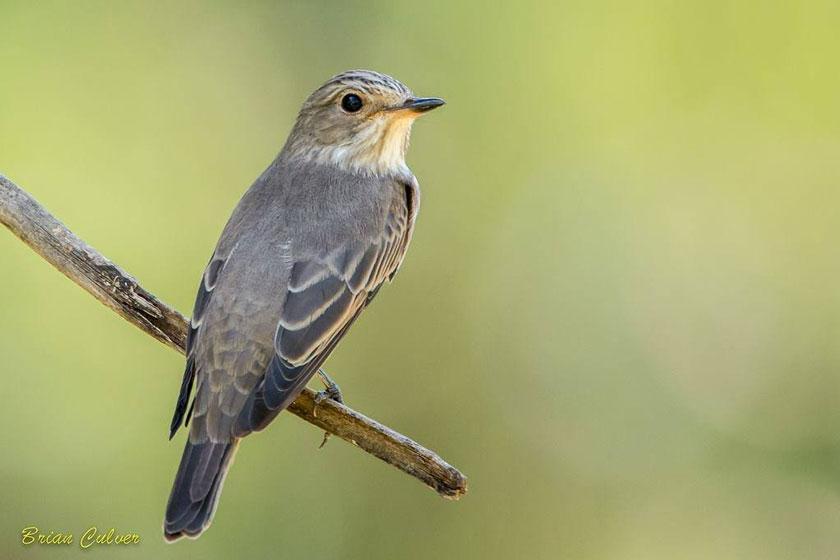 spotted flycatcher brian