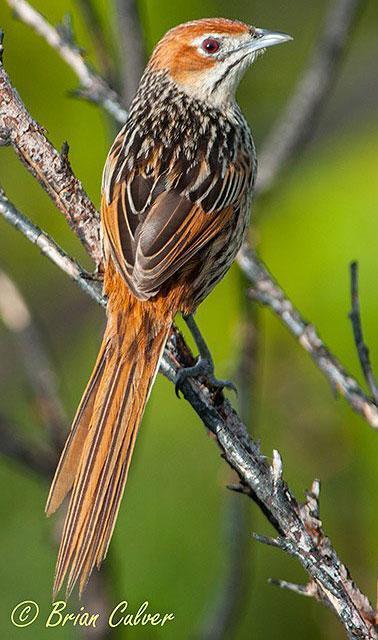 grassbird portrait