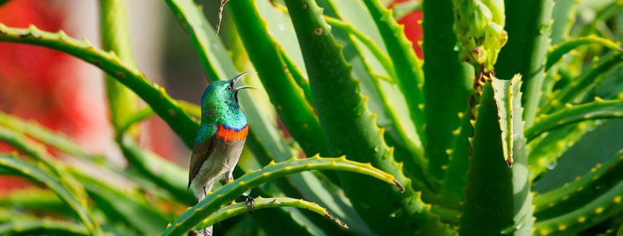 southern double collared sunbird 900pixabay2