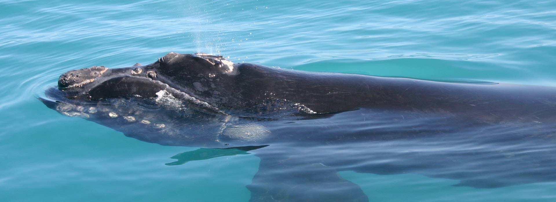 whale-watching-hermanus image whale watching hermanus