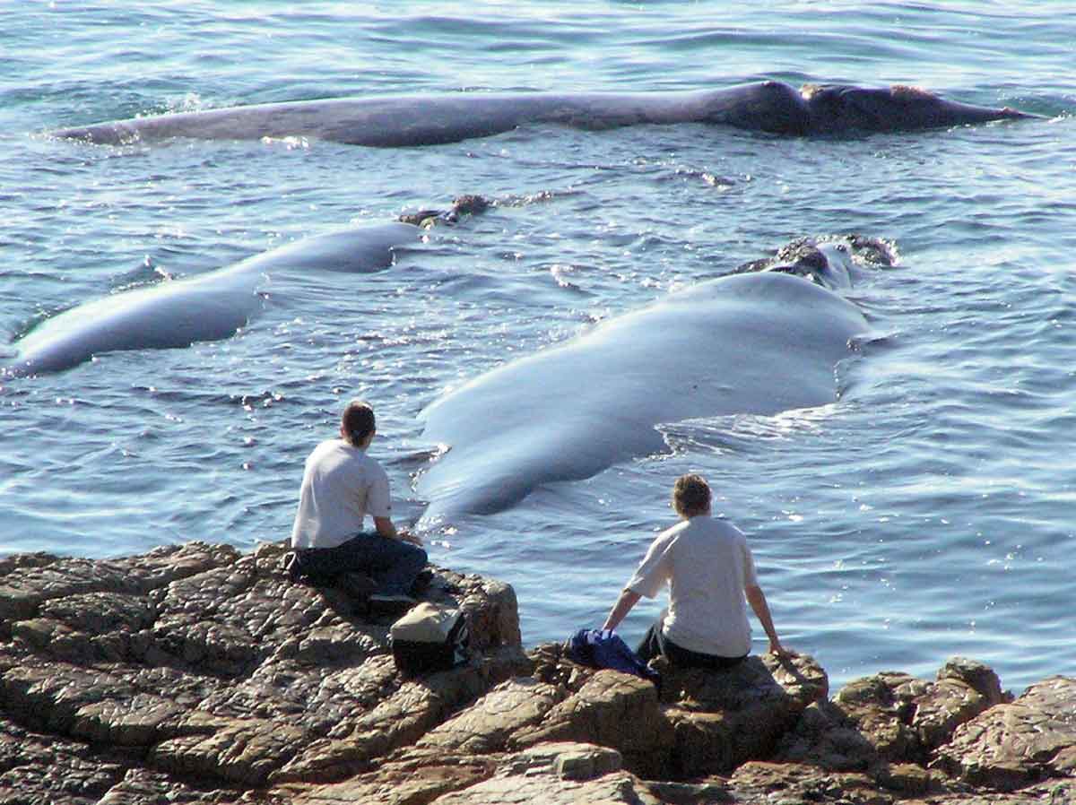 Hermanus Best land based whale watching in the world