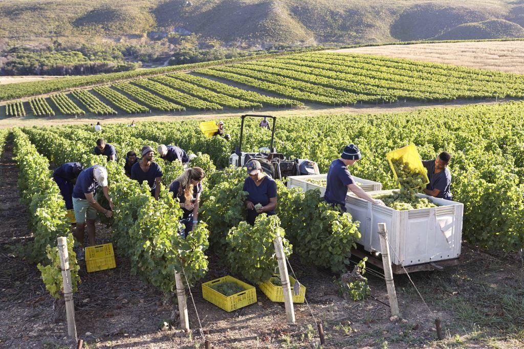 BOUCHARD MULTI CULTURAL PICKERS 