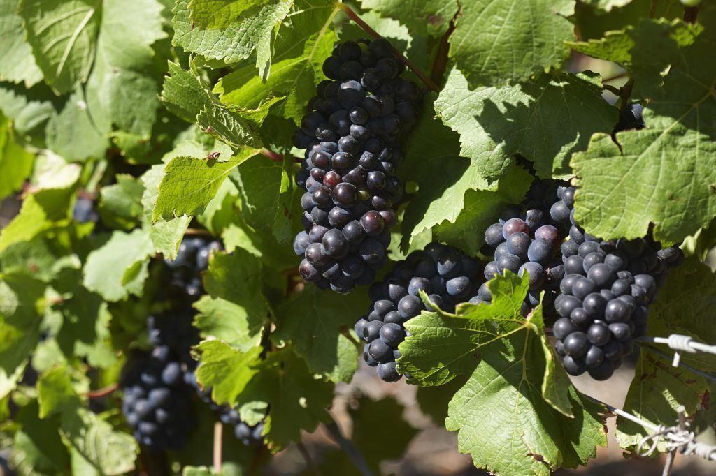 BOUCHARD RED GRAPES ON VINE