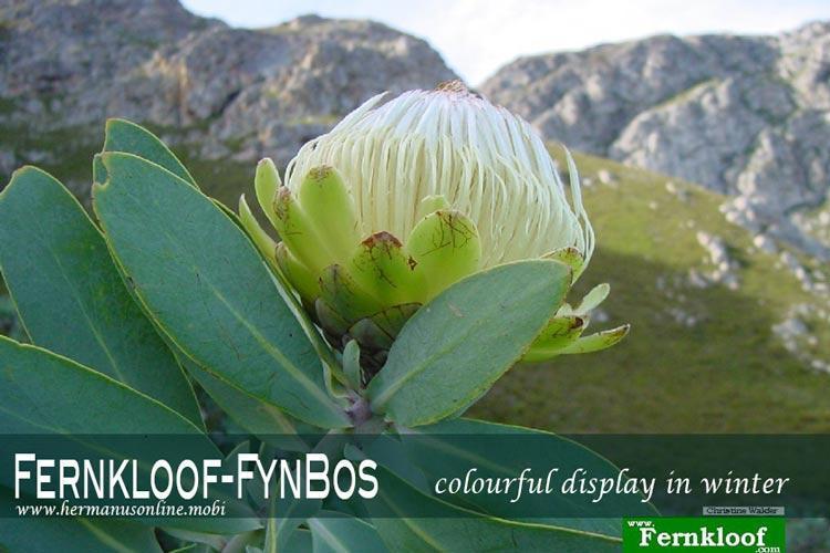 fernkloof fynbos750