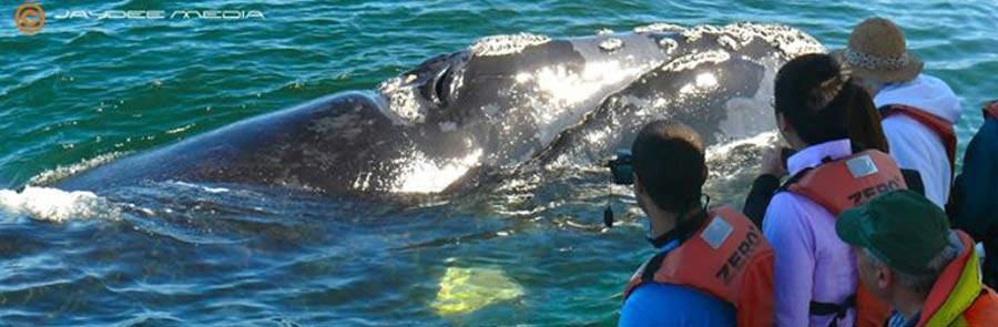 whale watchingbanner