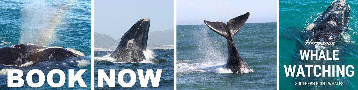 whale watching hermanus booking2