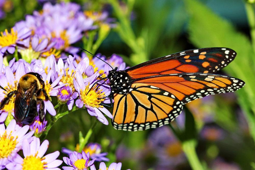 Bee Monarch butterfly