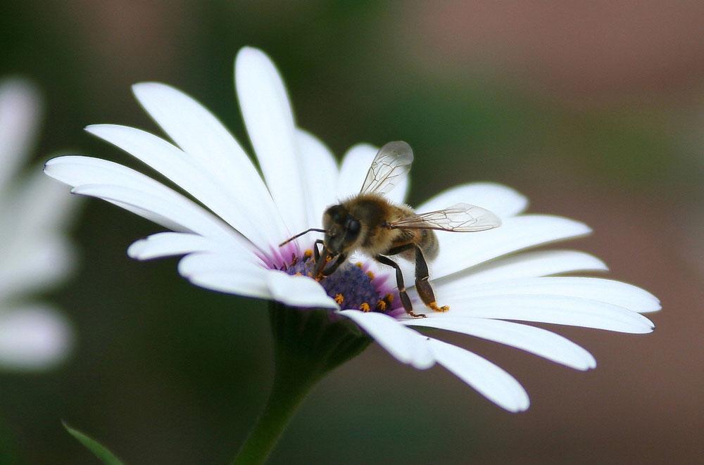 Bee on flower