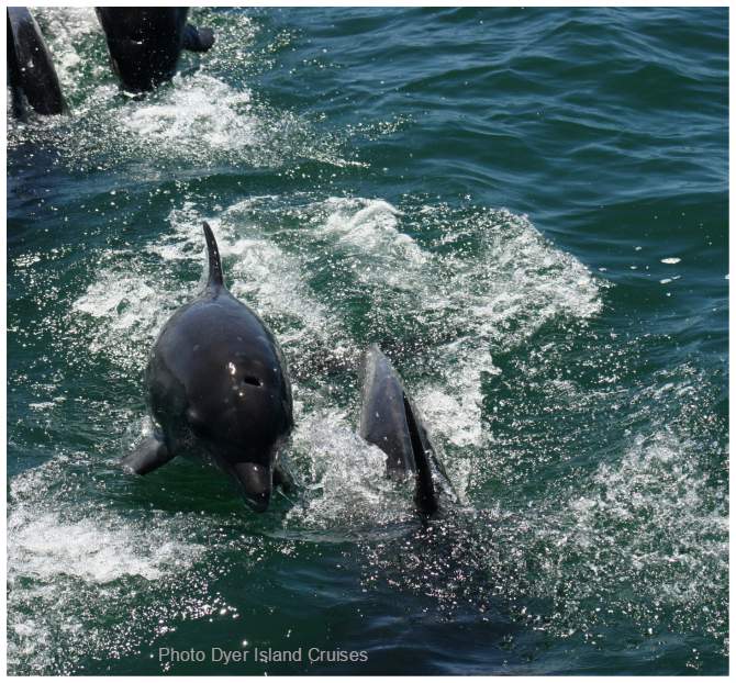 Bottlenose Dolphin blowhole