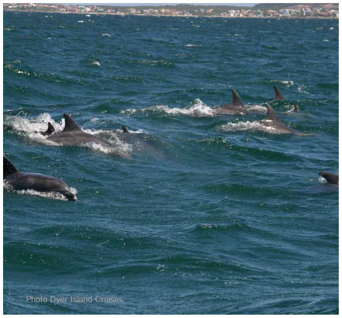 Bottlenose Dolphin pod 2