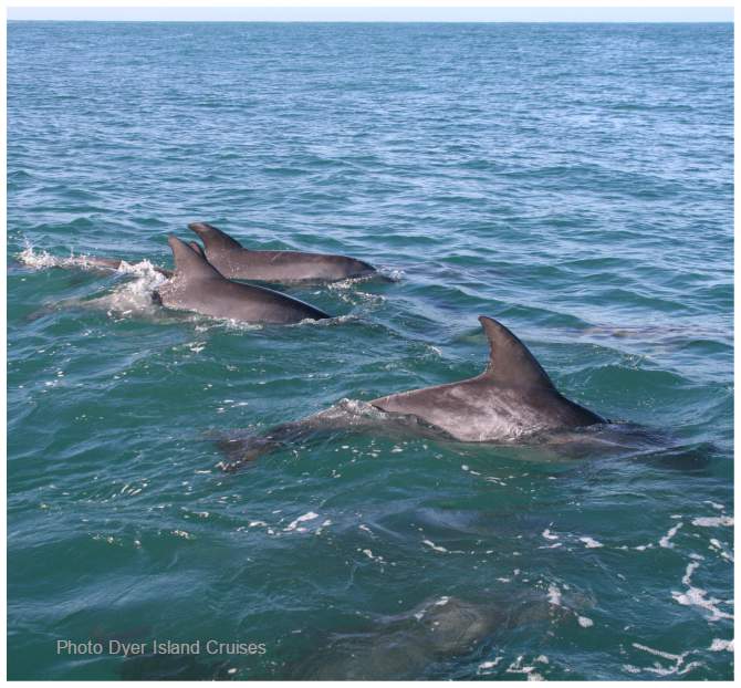 Bottlenose Dolphin pod