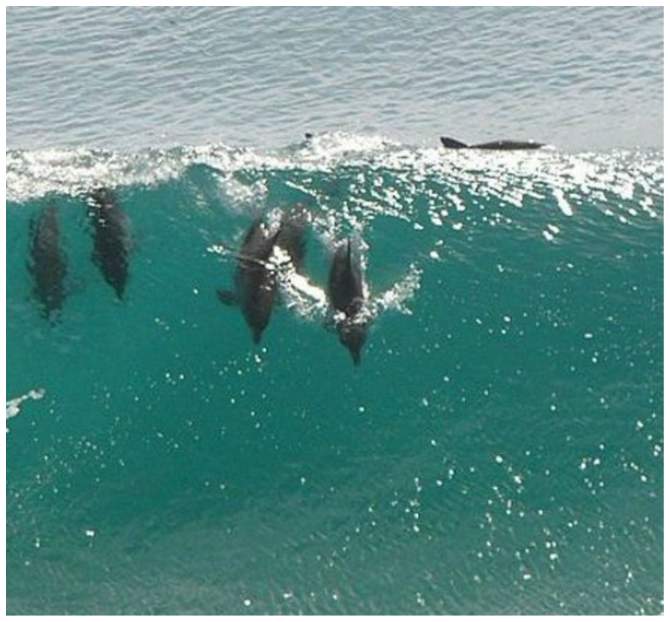 Bottlenose dolphins dive