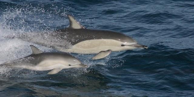 Dolphin flee captivity