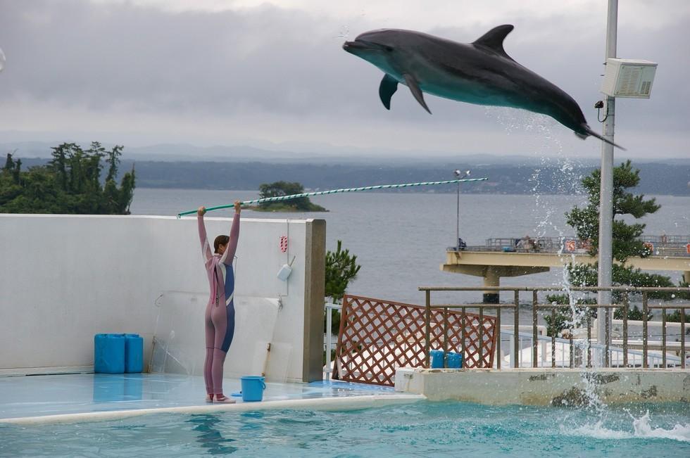 Dolphin show