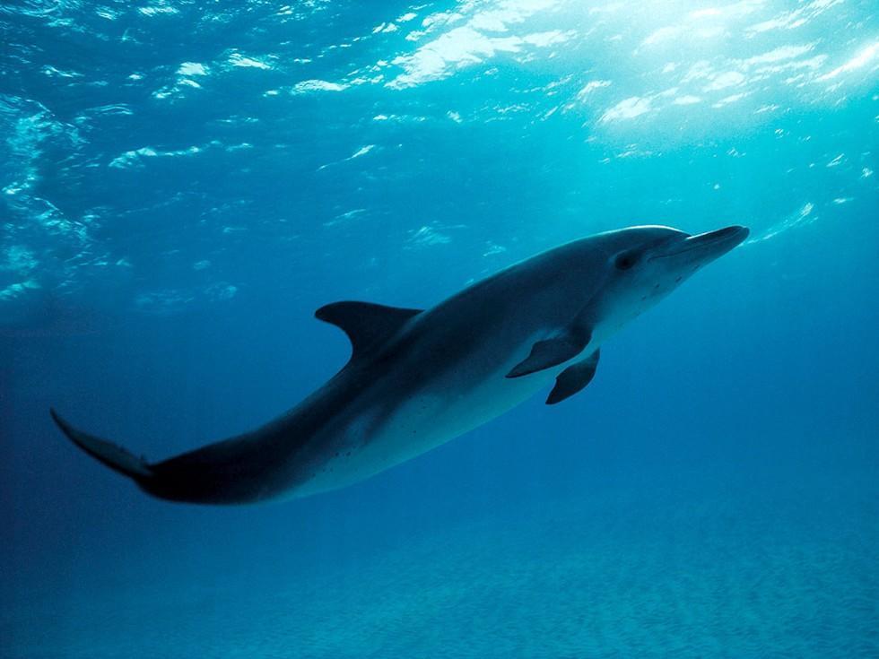 Dolphin underwater