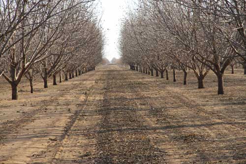 Pecan Grove after harvest