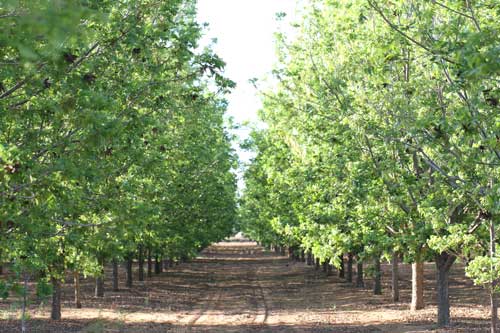 Pecan Grove in summer