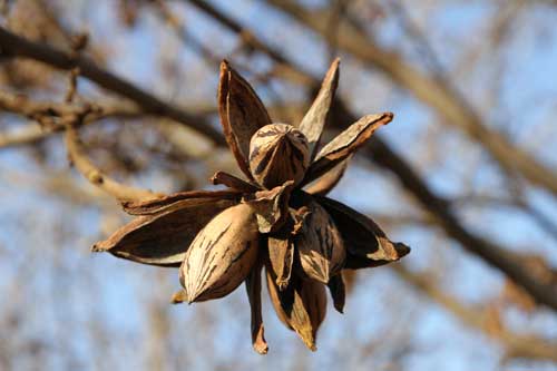 Pecan Nutc cluster