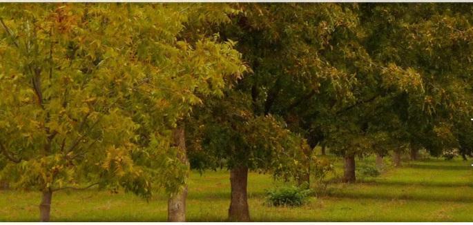 Pecan nuts grove autumn