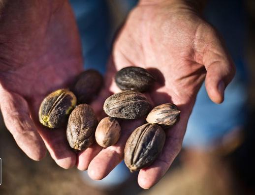 Pecan nuts hands