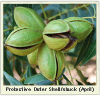 pecan hardshellapril