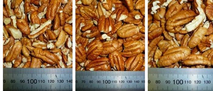 pecan sorting