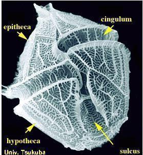 red tide dinoflagellates anatomy