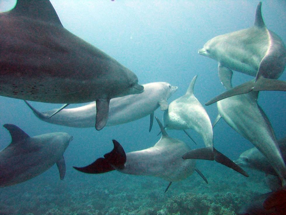 dolphin pod