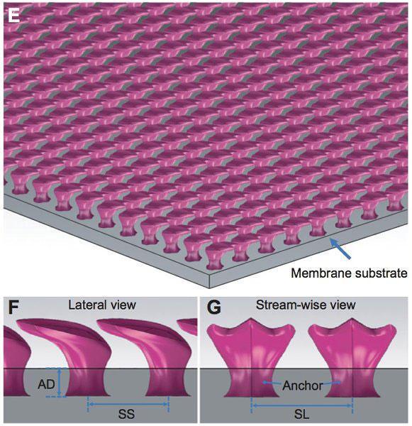 Shark skin denticles