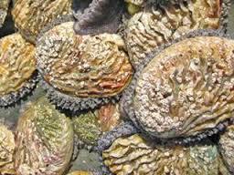 abalone group