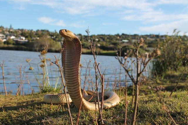 Cape Cobra DoordeKraal 5th Sep 2013