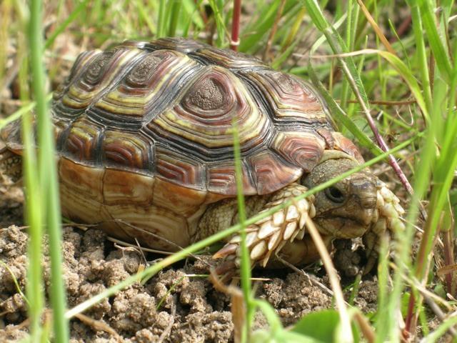 Parrotbeaked Tortoise