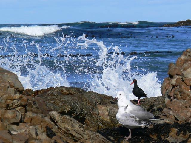 oyster-catcher