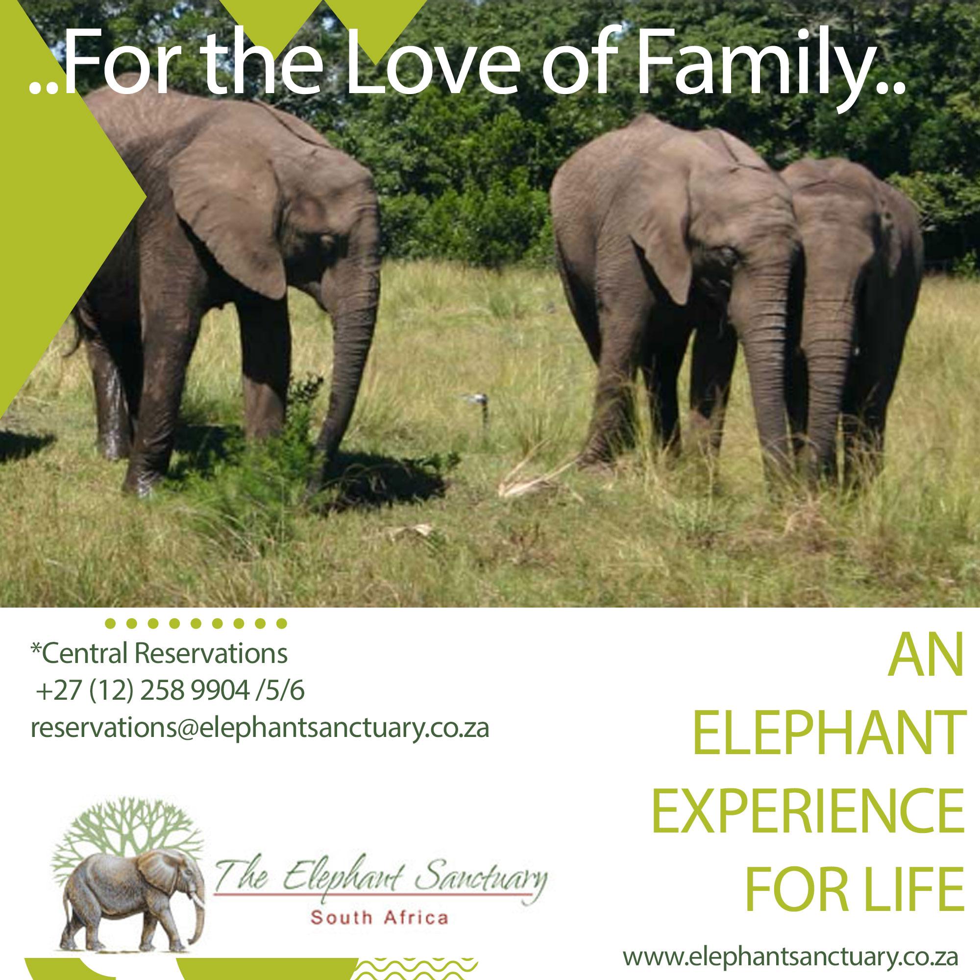 Elephant Interaction ad 3.1