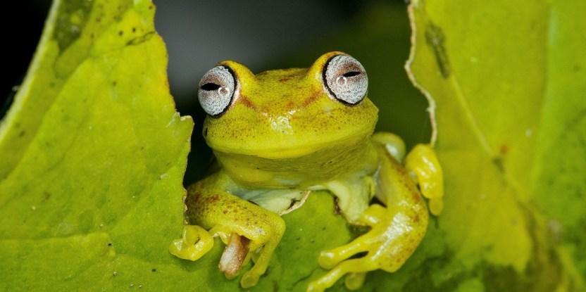 Tweddle1 Frog in Manu National Park peru 1024x683