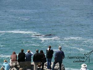 gearing-whale-watching