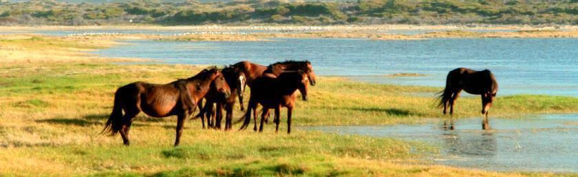 fisherhaven horses