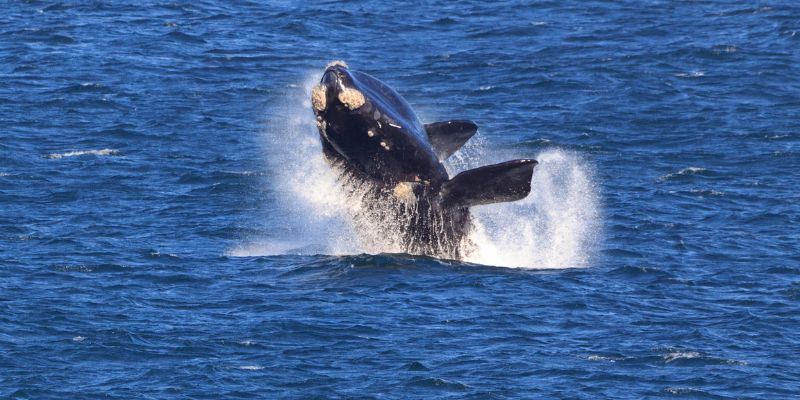 whale watching hermanus