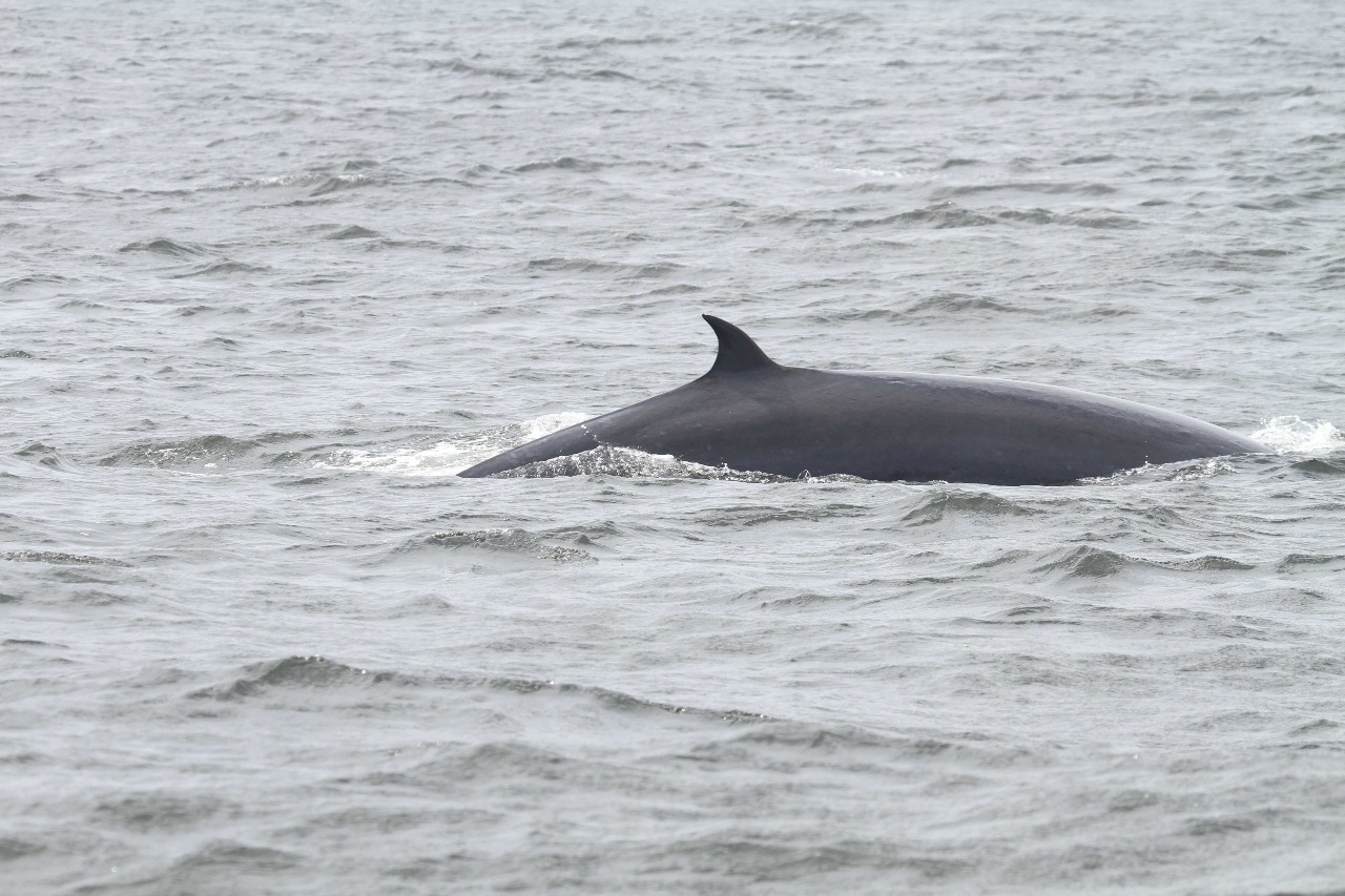 Brydes whale