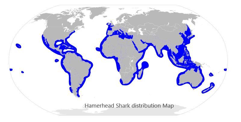 Mappa di distribuzione degli squali martello