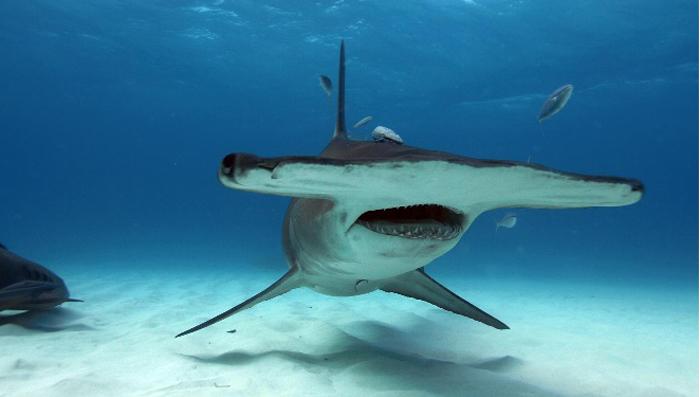 Hammerhead shark nat geo