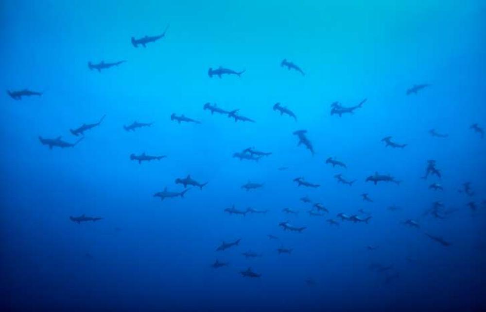 Grupo de tiburones martillo