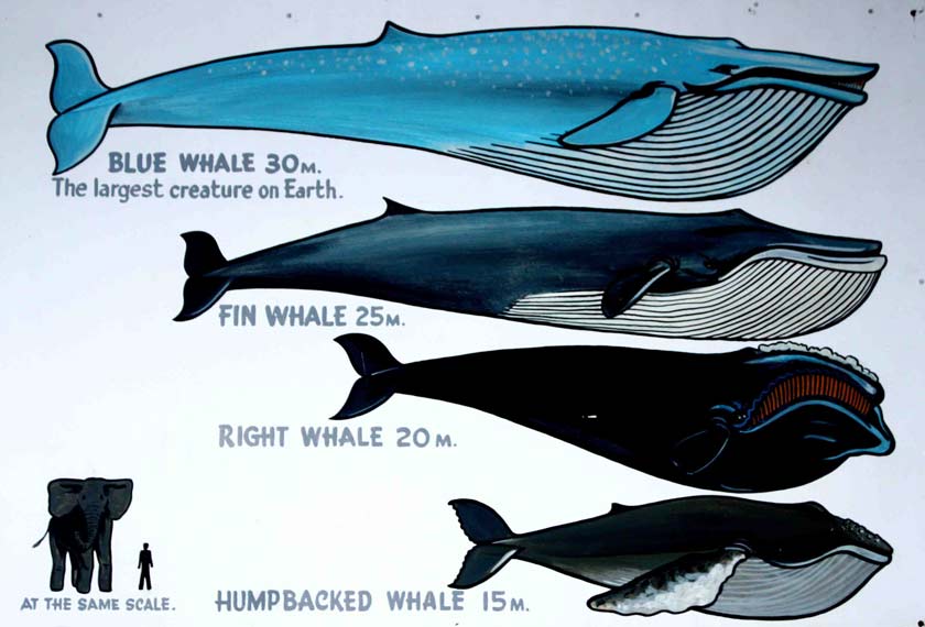 Whales By Size Chart